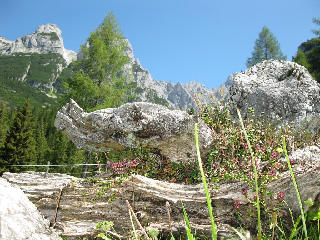 Hausmenneweger Apartment Annaberg im Lammertal Cameră foto